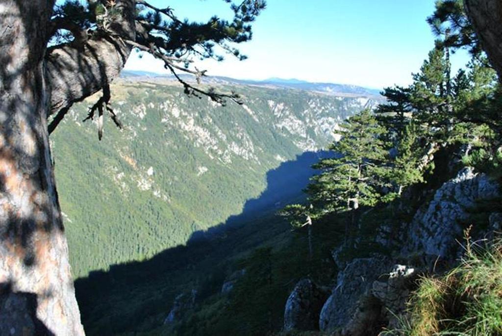 Underwoods Zabljak Guesthouse Bagian luar foto